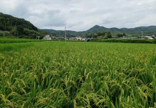 今日のつや姫です♪