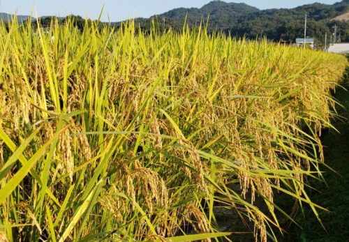 今日の「にこまる」です