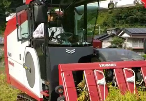 今年の「つや姫」の刈り取り始まりました！